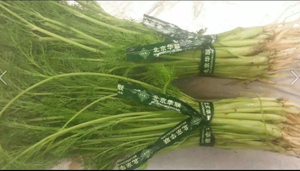 蔬菜捆绑带