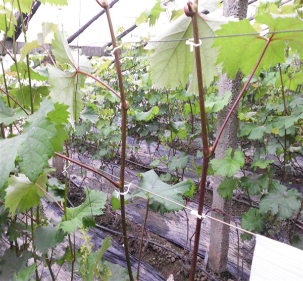 葡萄扎丝是葡萄种植户的好帮手