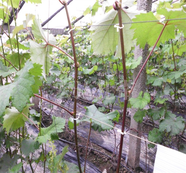 葡萄捆绑绳扎丝广泛用于农作物枝条的固定